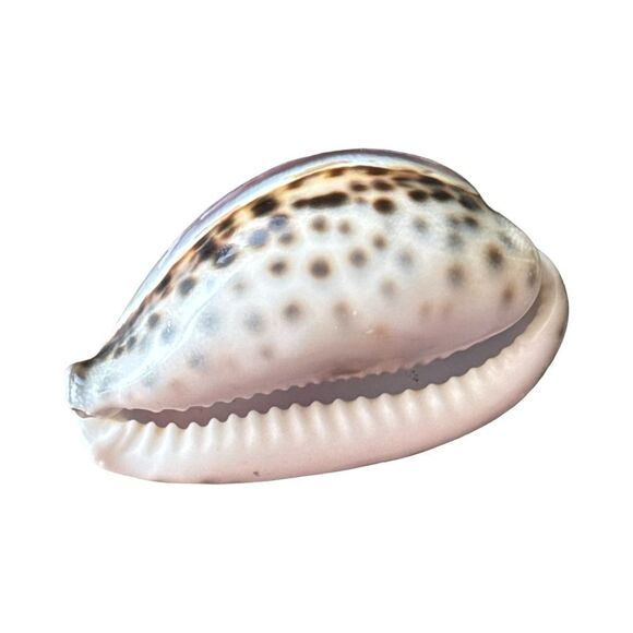 Decorative Pink Fish Shell - Picture 3 of 6